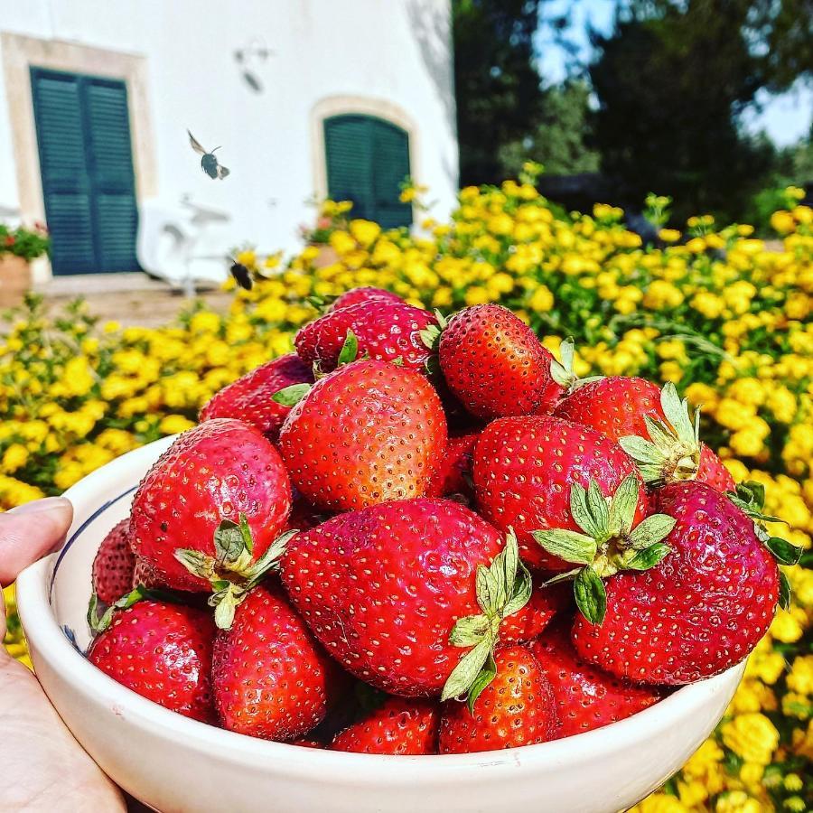 Masseria Fracchicchi Bed and Breakfast Galatina Exterior foto